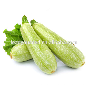 MSQ051 Bailv high yield zucchini samen, hybrid kürbis samen für verkäufe